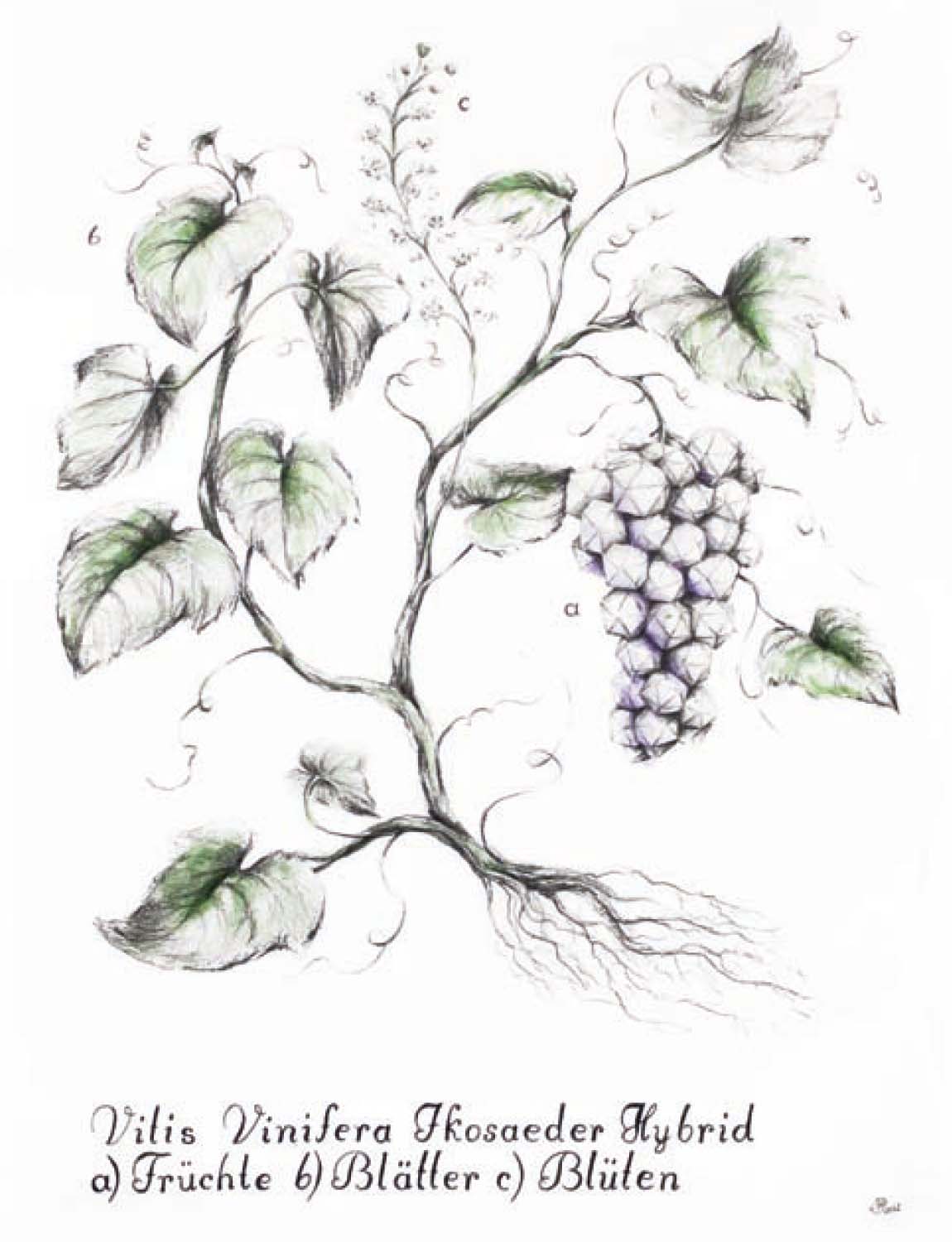 Hybride Vilis Vinifera