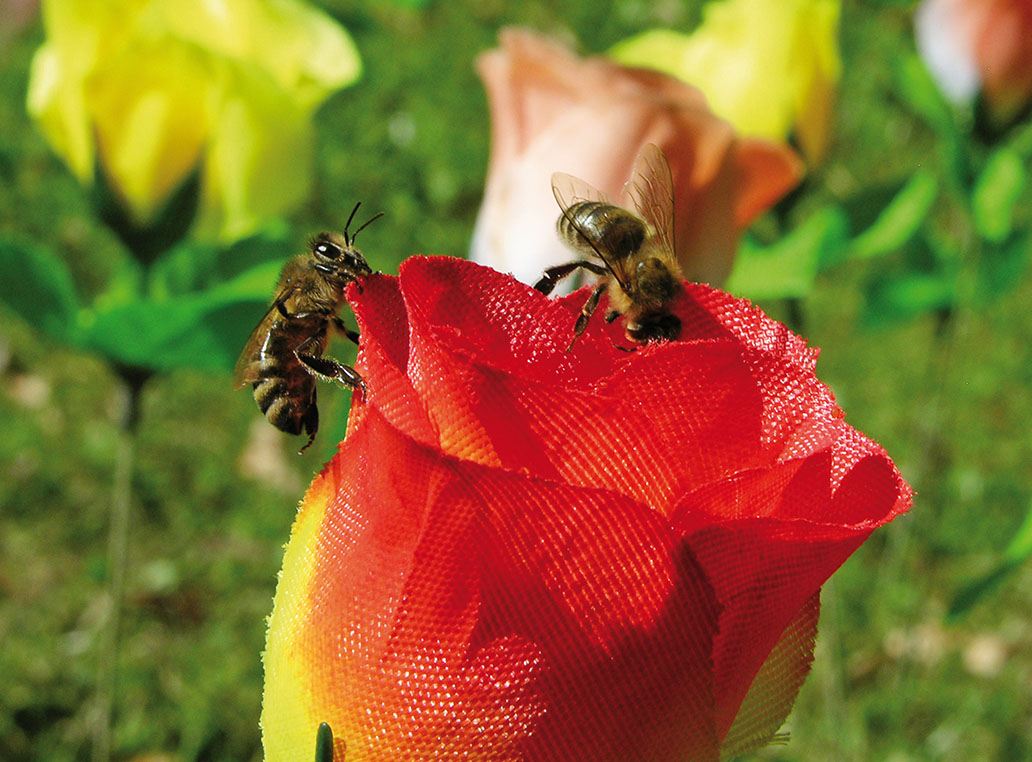 Von Bienen und Blumen 2013