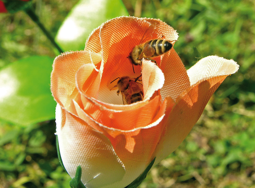 Von Bienen und Blumen 2