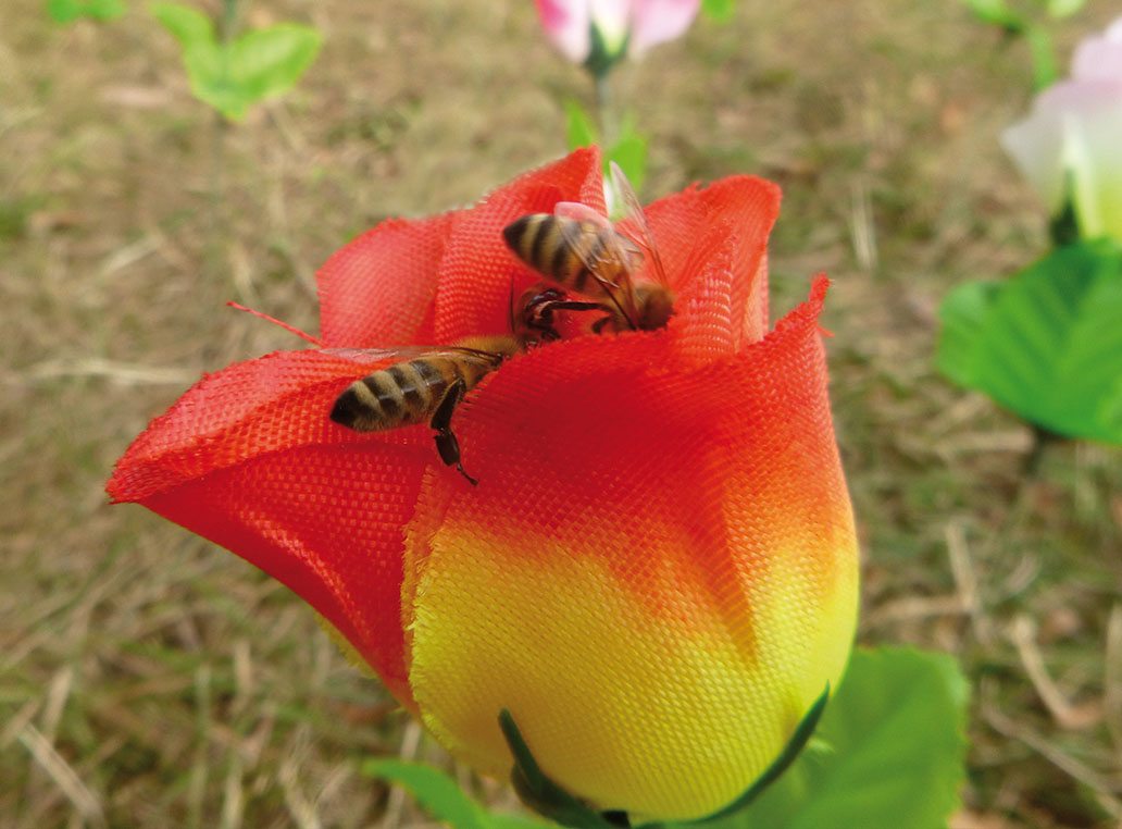 Von Bienen und Blumen 5